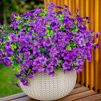 Purple（6-piece set）