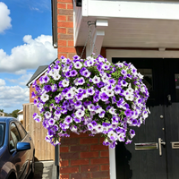 Mixed Purple