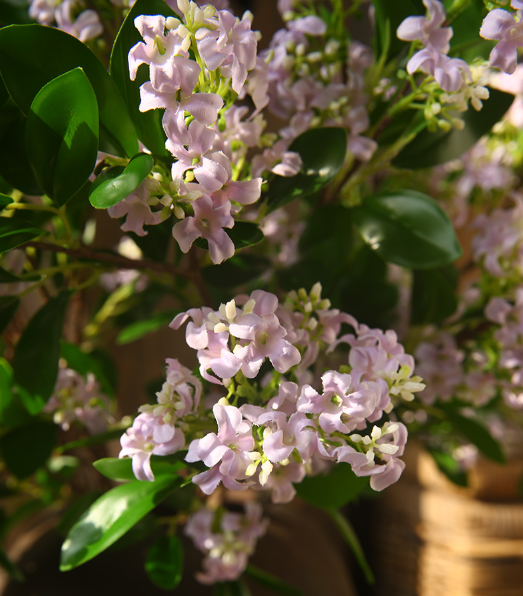🔥Last Day 69% OFF🔥Artificial Orange Jasmine (Murraya paniculata) – Lifelike Faux Plant for Home Decor