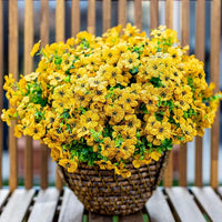 Yellow（6-piece set）
