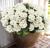 White（6-piece set）