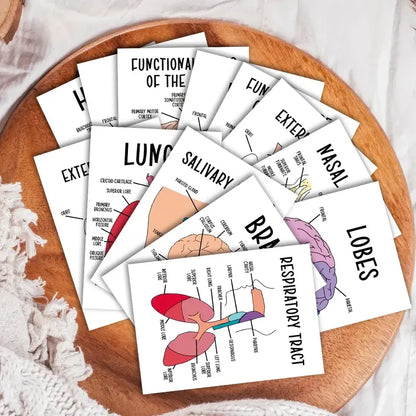 🔥LAST DAY 49% OFF - 🧠30 Pcs Human Anatomy Flash Cards – Study Guide for Medical and Nursing Staff🫁