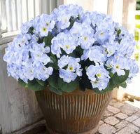 Blue（6-piece set）