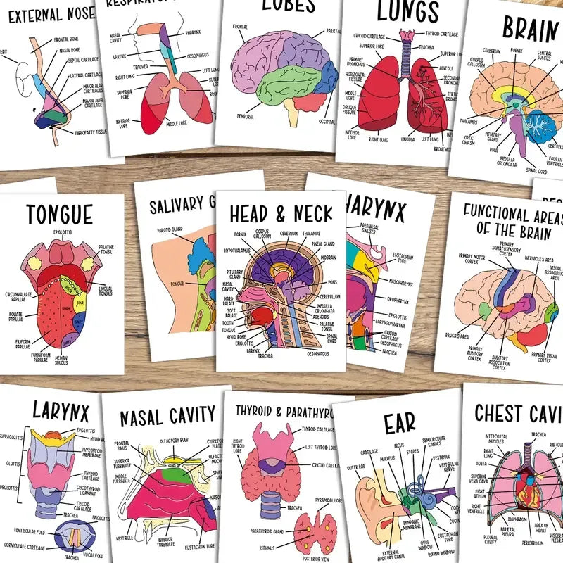 🔥LAST DAY 49% OFF - 🧠30 Pcs Human Anatomy Flash Cards – Study Guide for Medical and Nursing Staff🫁