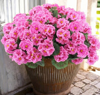 Purple Pink（6-piece set）