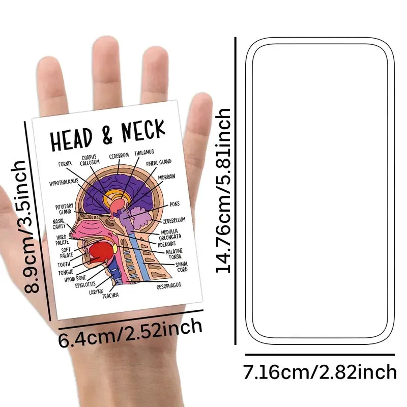 🔥LAST DAY 49% OFF - 🧠30 Pcs Human Anatomy Flash Cards – Study Guide for Medical and Nursing Staff🫁