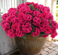 Rose Red（6-piece set）