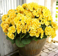 Yellow（6-piece set）