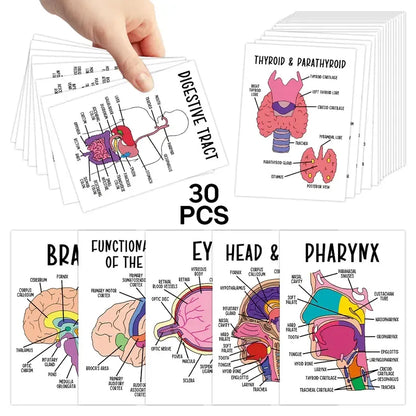 🔥LAST DAY 49% OFF - 🧠30 Pcs Human Anatomy Flash Cards – Study Guide for Medical and Nursing Staff🫁