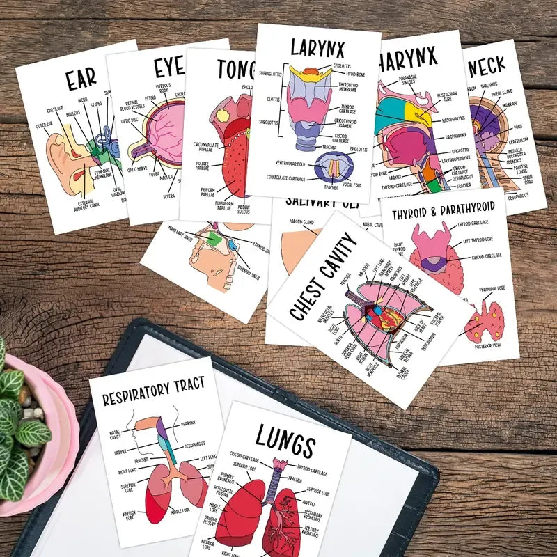 🔥LAST DAY 49% OFF - 🧠30 Pcs Human Anatomy Flash Cards – Study Guide for Medical and Nursing Staff🫁