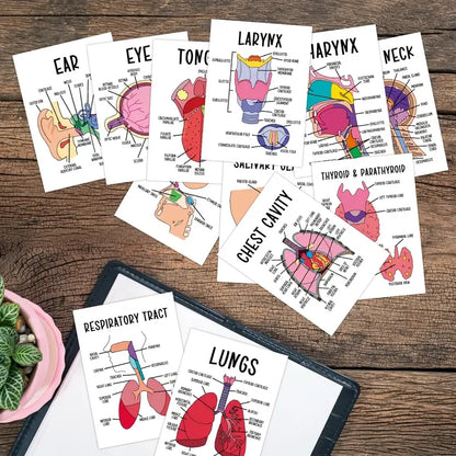 🔥LAST DAY 49% OFF - 🧠30 Pcs Human Anatomy Flash Cards – Study Guide for Medical and Nursing Staff🫁