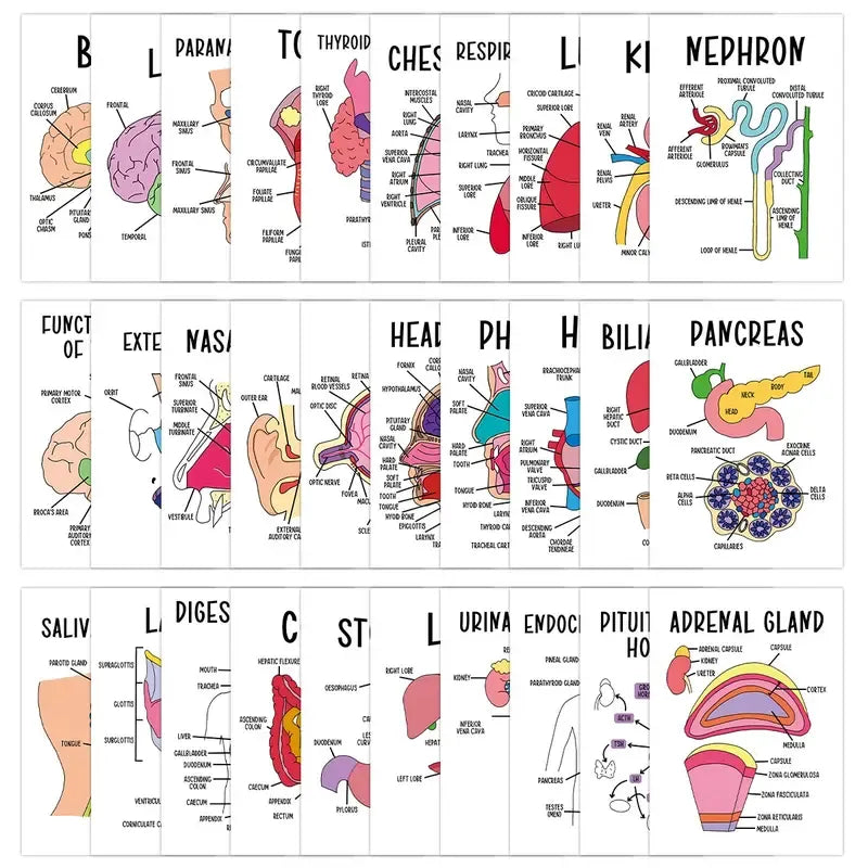 🔥LAST DAY 49% OFF - 🧠30 Pcs Human Anatomy Flash Cards – Study Guide for Medical and Nursing Staff🫁