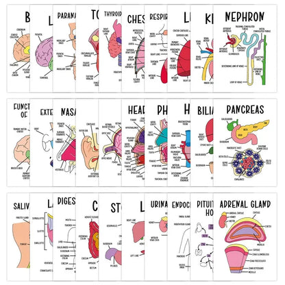 🔥LAST DAY 49% OFF - 🧠30 Pcs Human Anatomy Flash Cards – Study Guide for Medical and Nursing Staff🫁