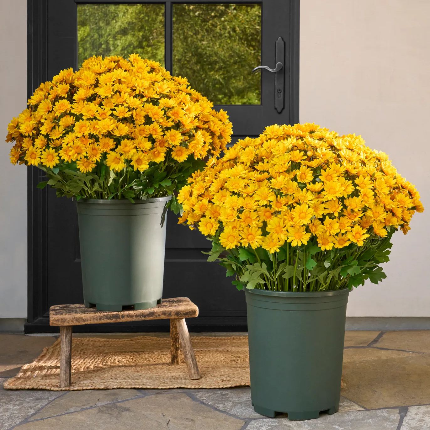 💥Last Day 70% OFF🌼- Artificial Outdoor Sunset Mums Flowers - UV resistant, Waterproof, Windproof